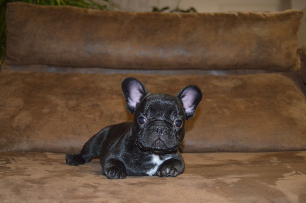 Du Petit Faubourg - Chiot disponible  - Bouledogue français