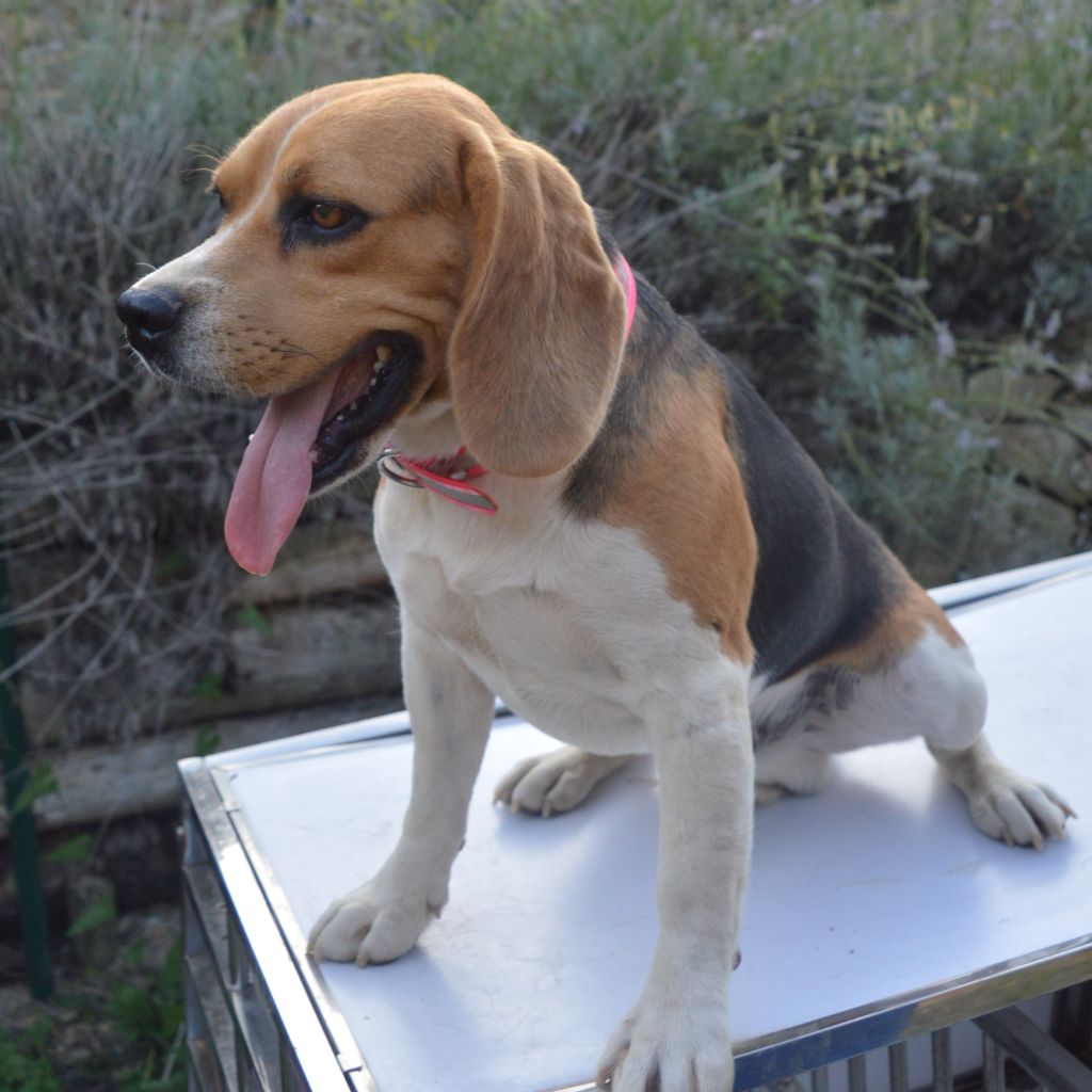 Saphir Du Petit Faubourg