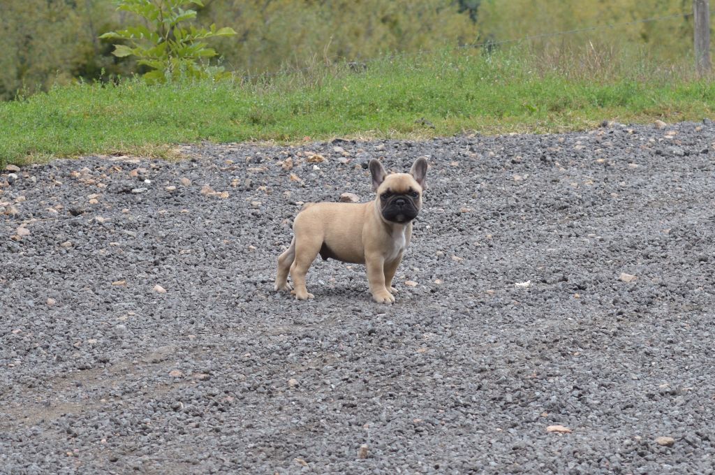 Du Petit Faubourg - Plus de chiot disponible