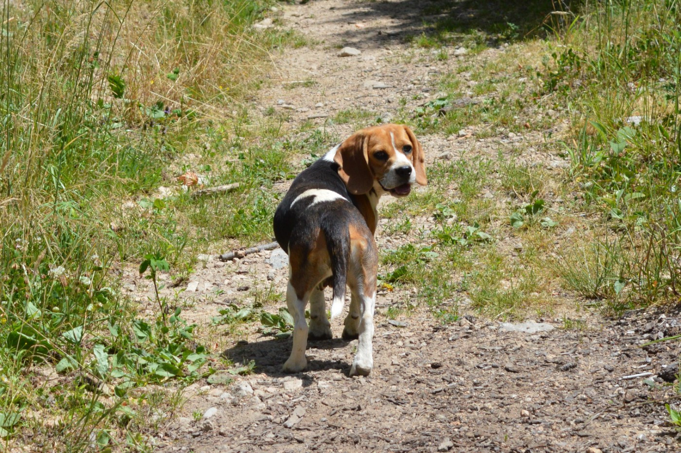 Adieu ma Sybelle...