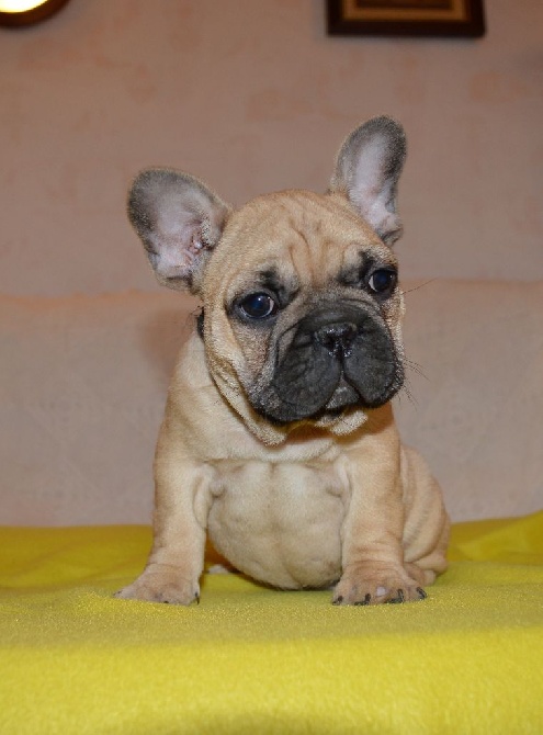 Du Petit Faubourg - Les chiots ont 2 mois aujourd'hui !!!
