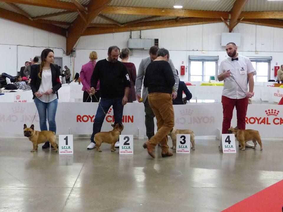 Du Petit Faubourg - exposition spéciale de race à Perpignan !!!