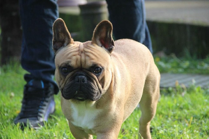 Du Petit Faubourg - PARIS DOG SHOW...