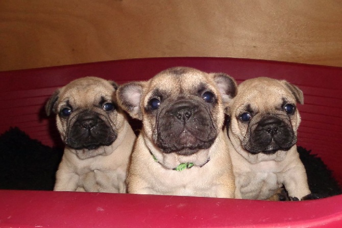 Du Petit Faubourg - Nouvelles photos des chiots !!!!