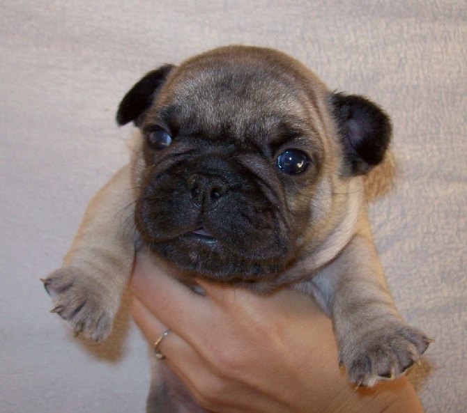 Du Petit Faubourg - Les chiots sont disponibles à la réservation !!!