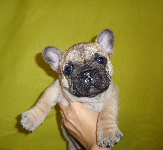 Du Petit Faubourg - Les chiots ont 6 semaines !!!