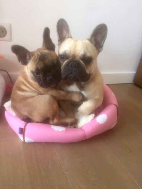 Nos chiens dans leurs familles