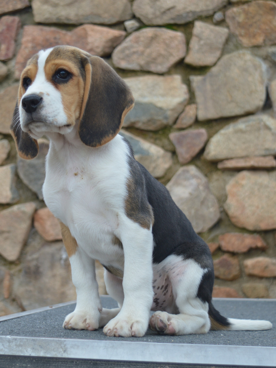 Du Petit Faubourg - Chiots disponibles - Beagle