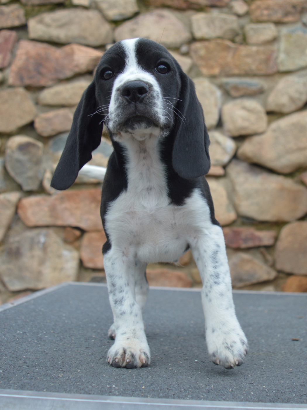 Du Petit Faubourg - Chiots disponibles - Beagle