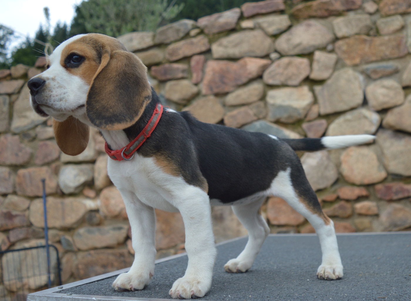 Du Petit Faubourg - Chiots disponibles - Beagle