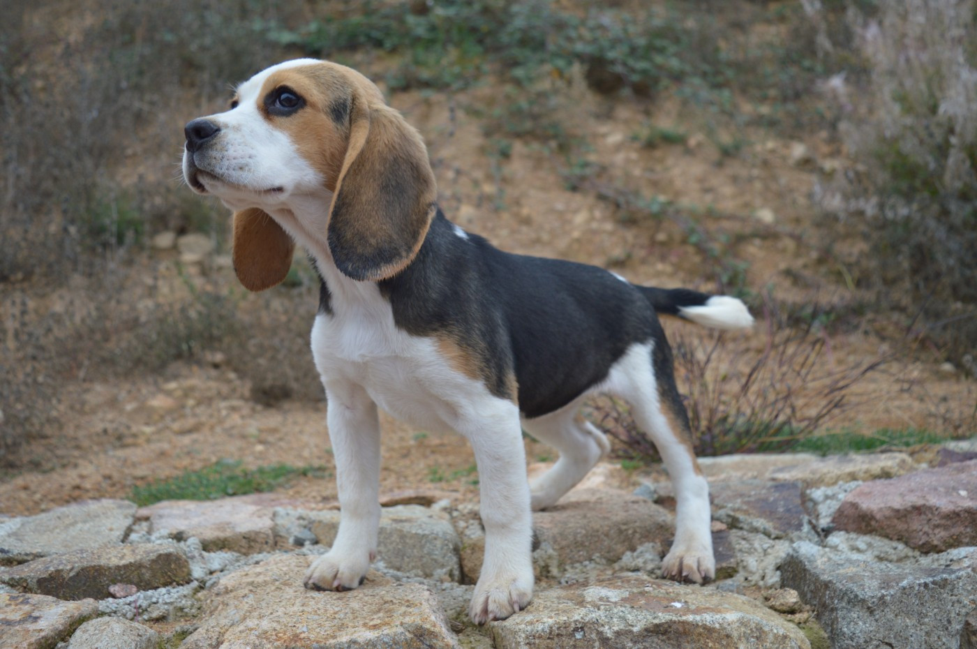 Du Petit Faubourg - Chiots disponibles - Beagle