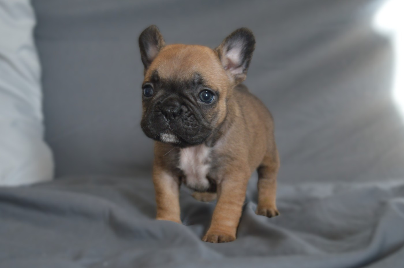 Du Petit Faubourg - Chiots disponibles - Bouledogue français
