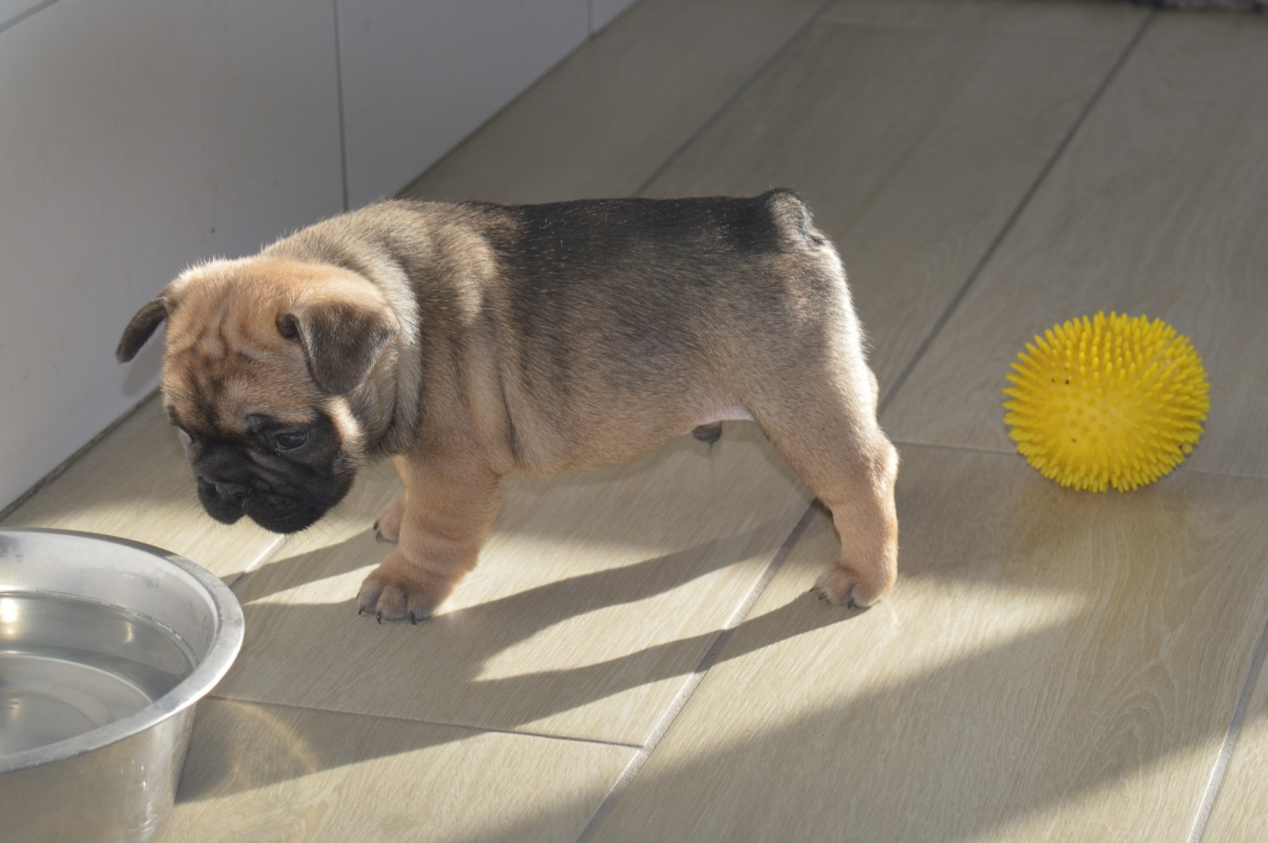 Du Petit Faubourg - Chiots disponibles - Bouledogue français
