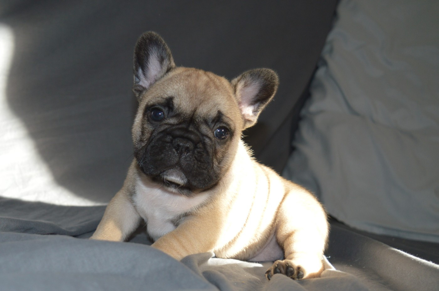 Du Petit Faubourg - Chiots disponibles - Bouledogue français