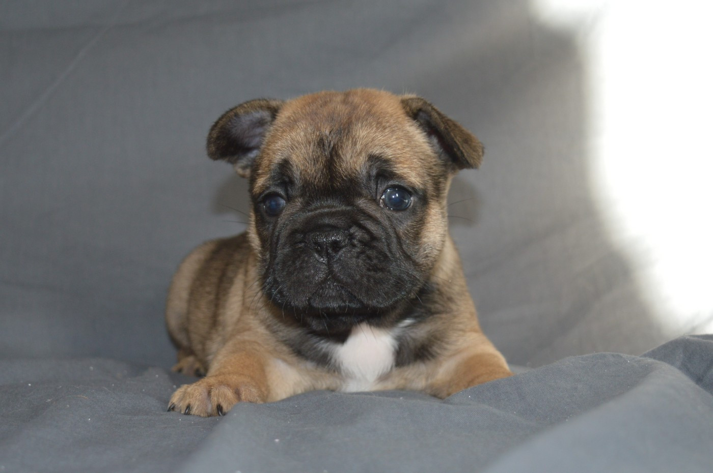 Du Petit Faubourg - Chiots disponibles - Bouledogue français