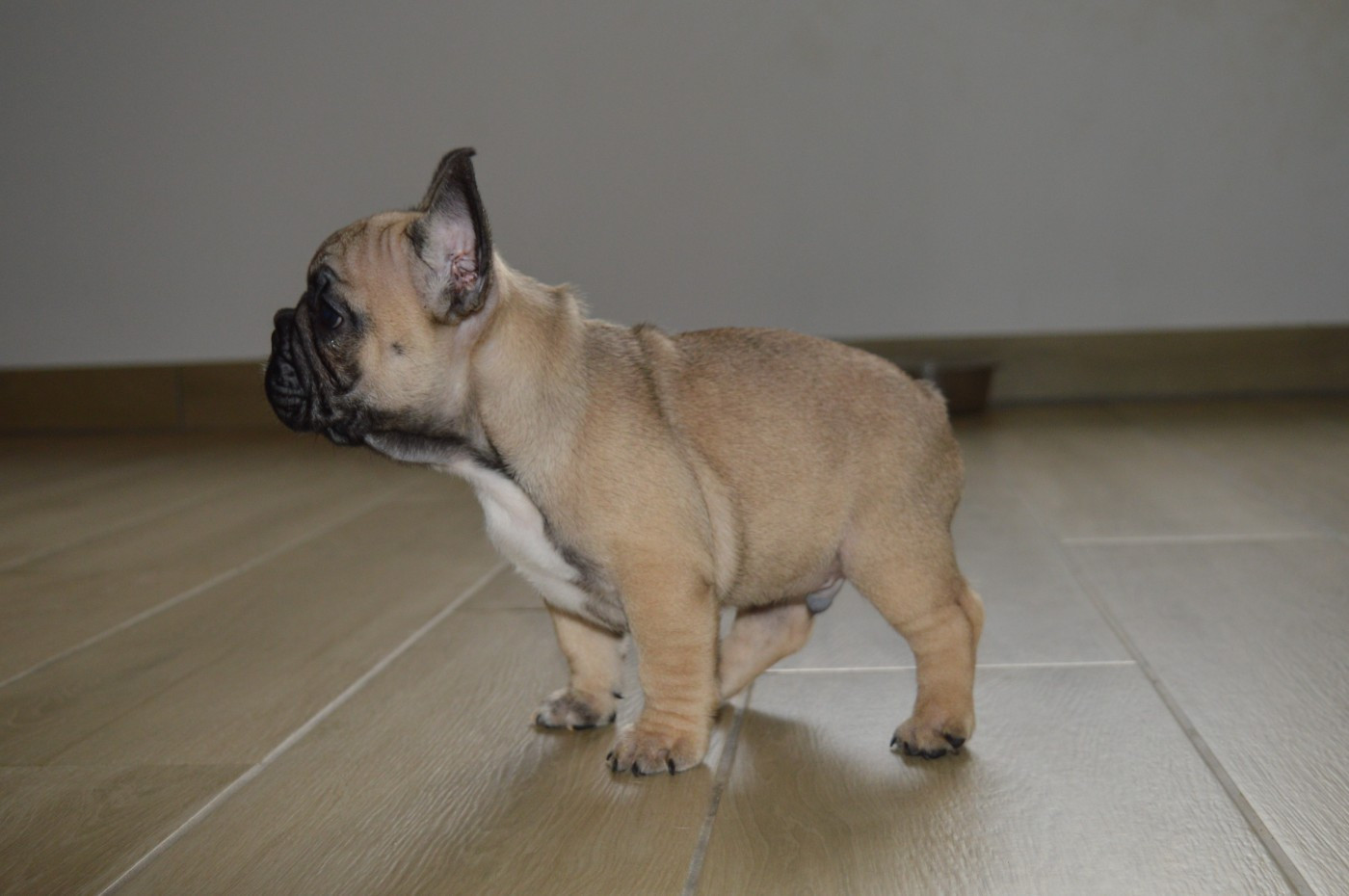 Du Petit Faubourg - Chiots disponibles - Bouledogue français