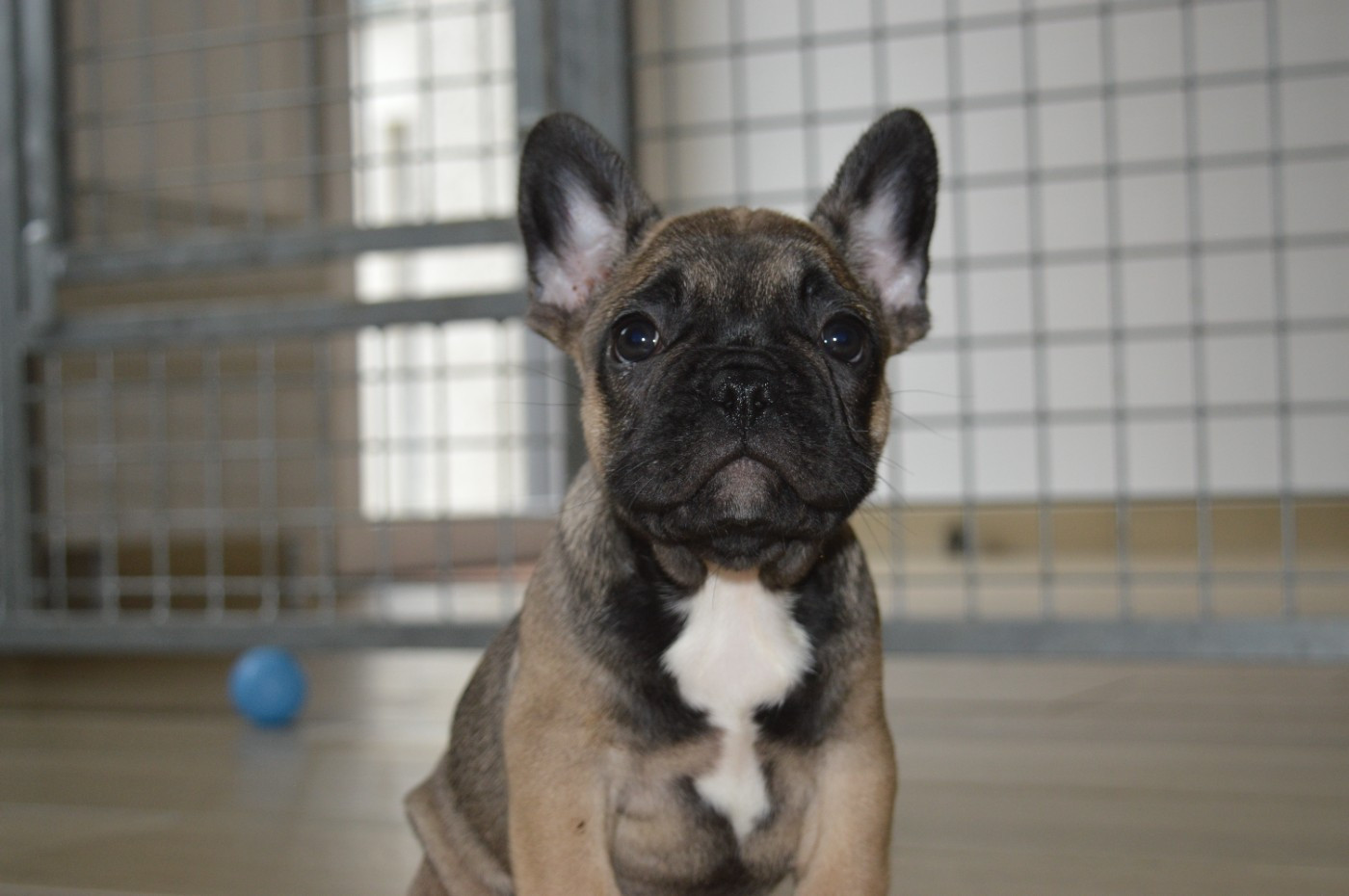 Du Petit Faubourg - Chiots disponibles - Bouledogue français