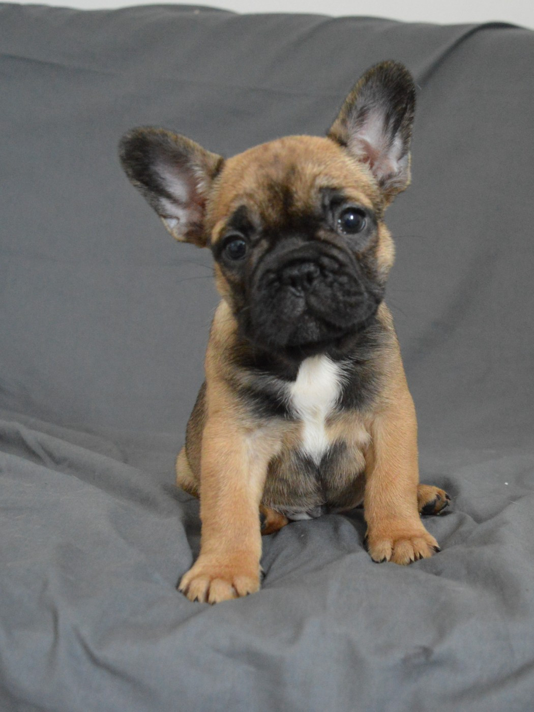 Du Petit Faubourg - Chiots disponibles - Bouledogue français