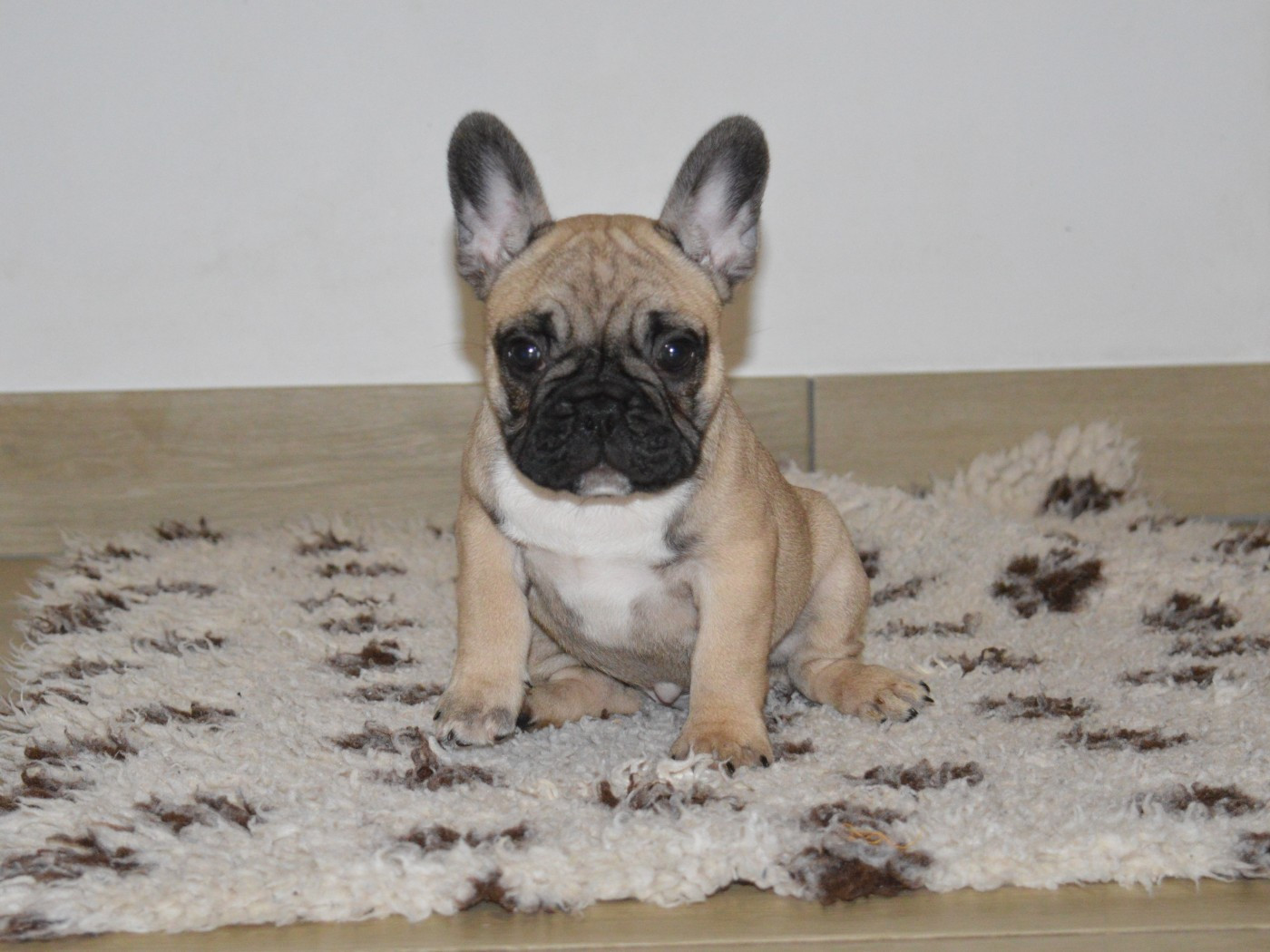 Du Petit Faubourg - Chiots disponibles - Bouledogue français