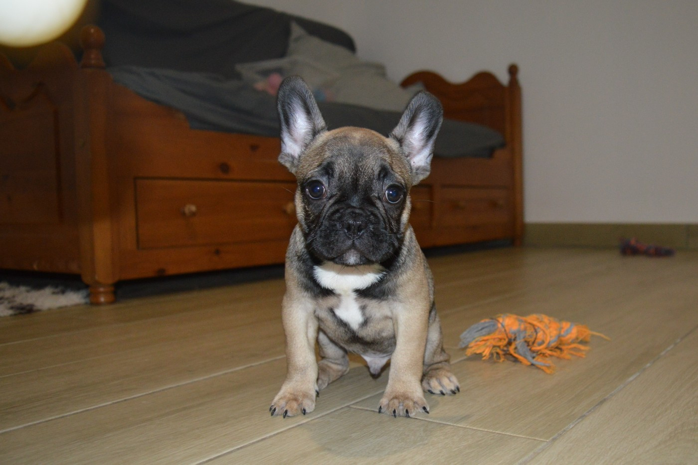 Du Petit Faubourg - Chiots disponibles - Bouledogue français