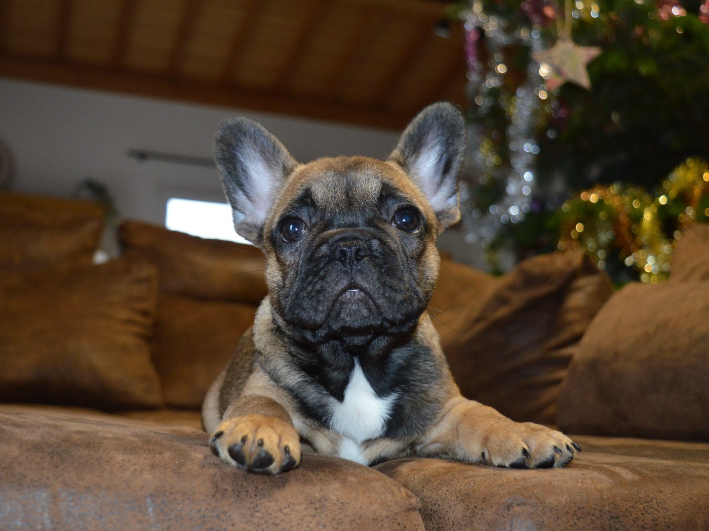 Du Petit Faubourg - Chiots disponibles - Bouledogue français