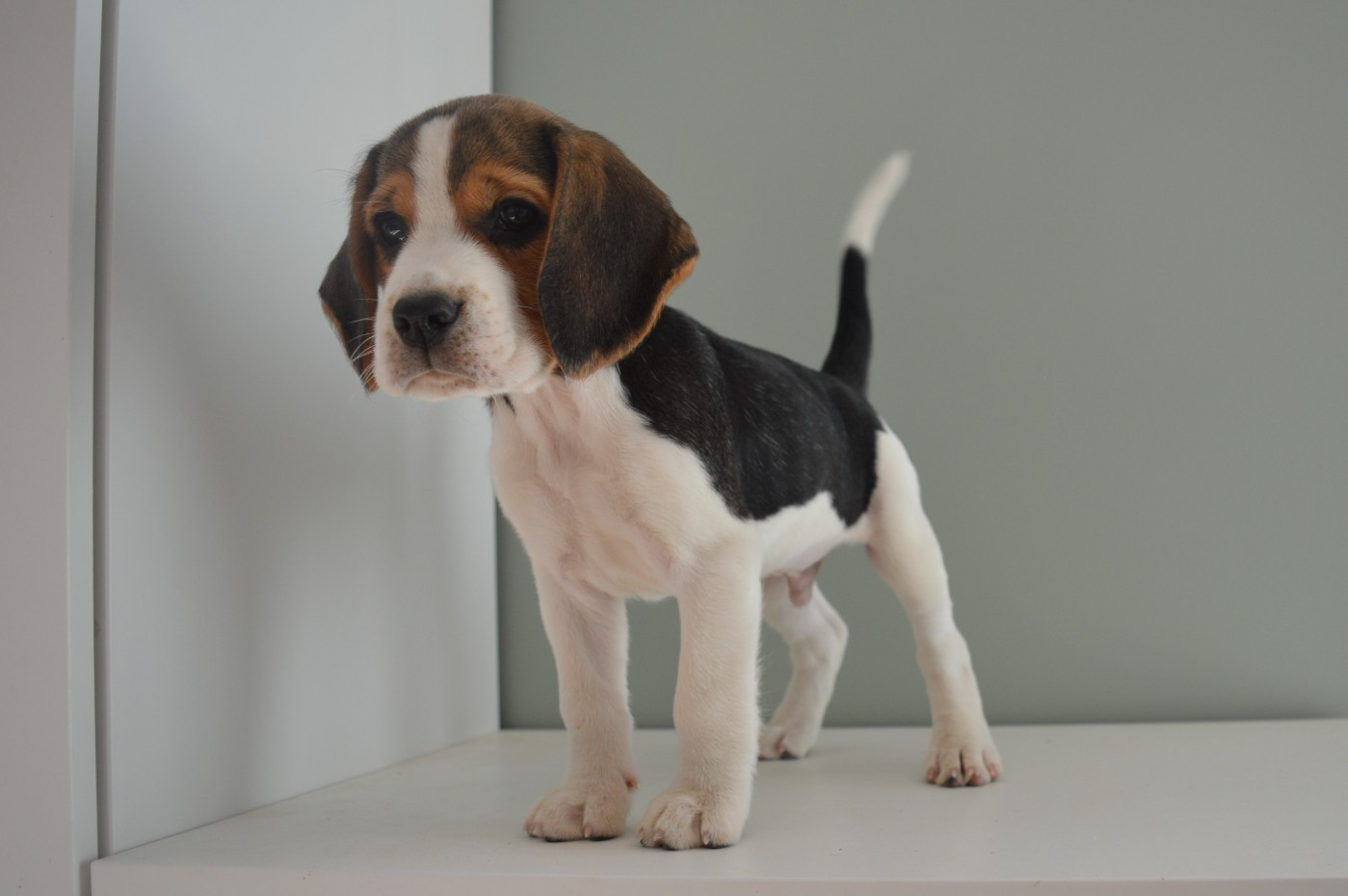 Du Petit Faubourg - Chiots disponibles - Beagle