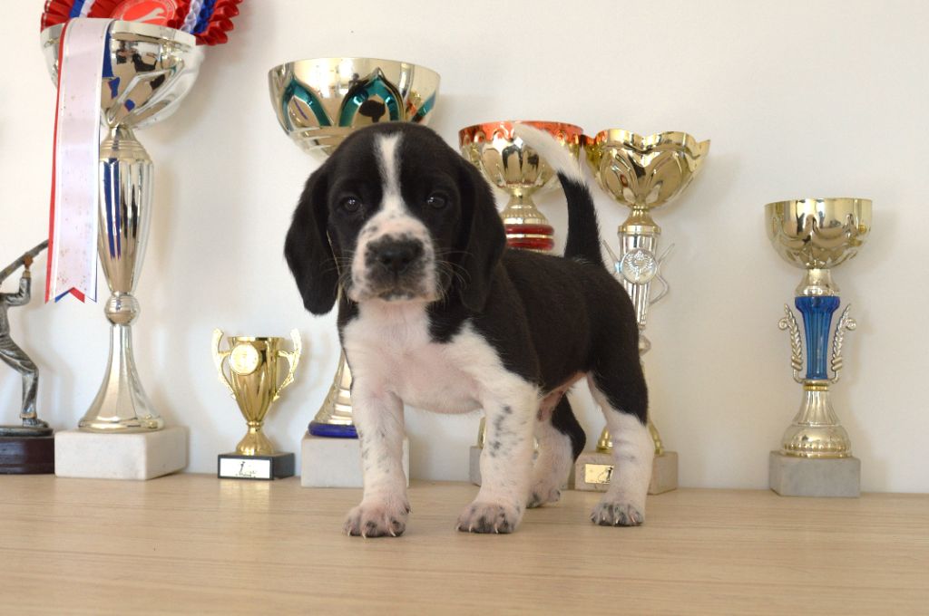Du Petit Faubourg - Chiots disponibles - Beagle