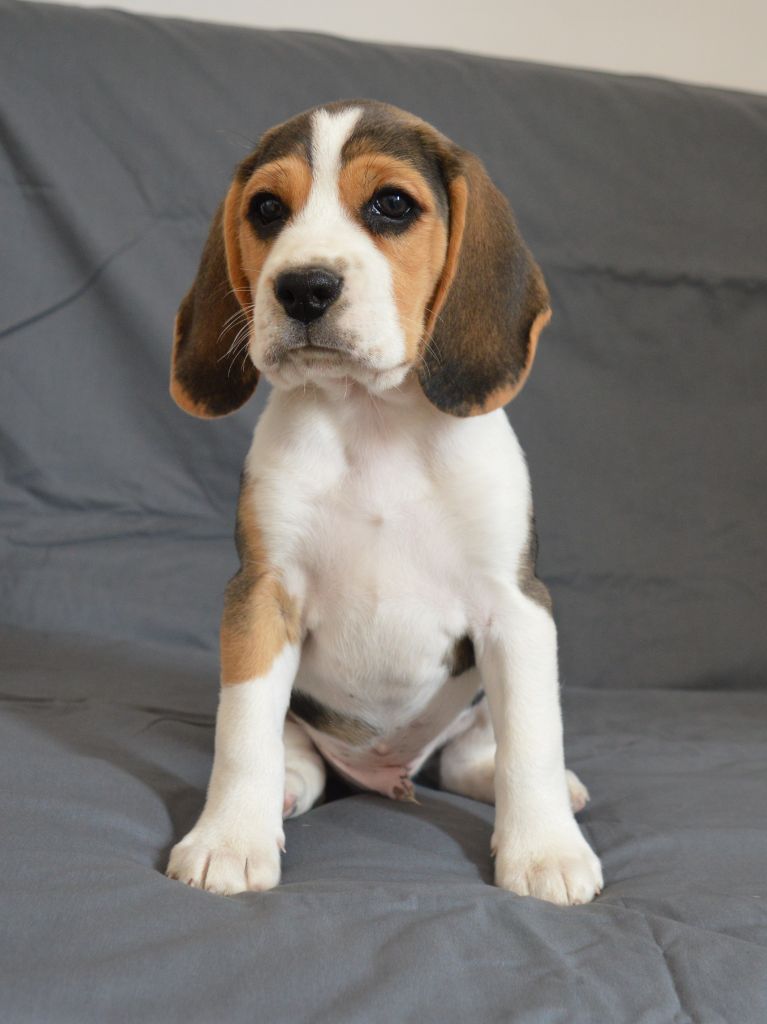 Du Petit Faubourg - Chiots disponibles - Beagle