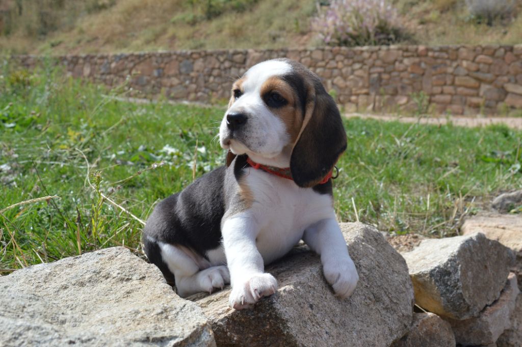Du Petit Faubourg - Chiots disponibles - Beagle