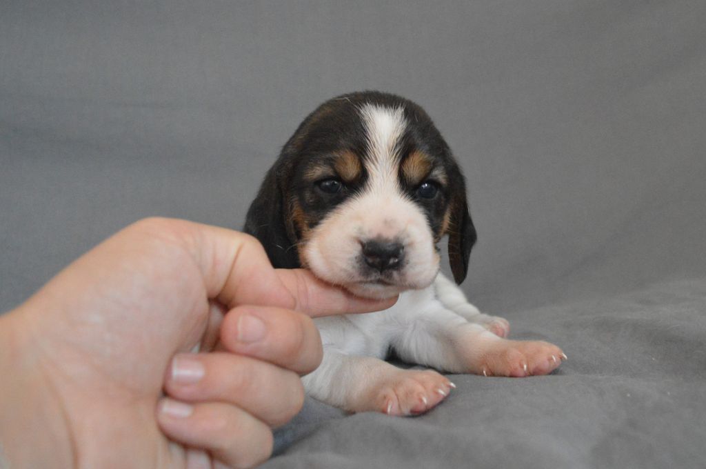 Du Petit Faubourg - Chiots disponibles - Beagle