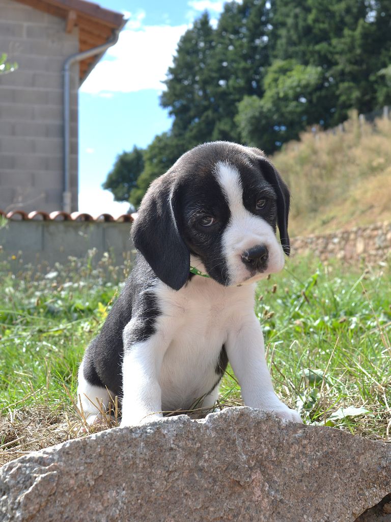 Du Petit Faubourg - Chiots disponibles - Beagle
