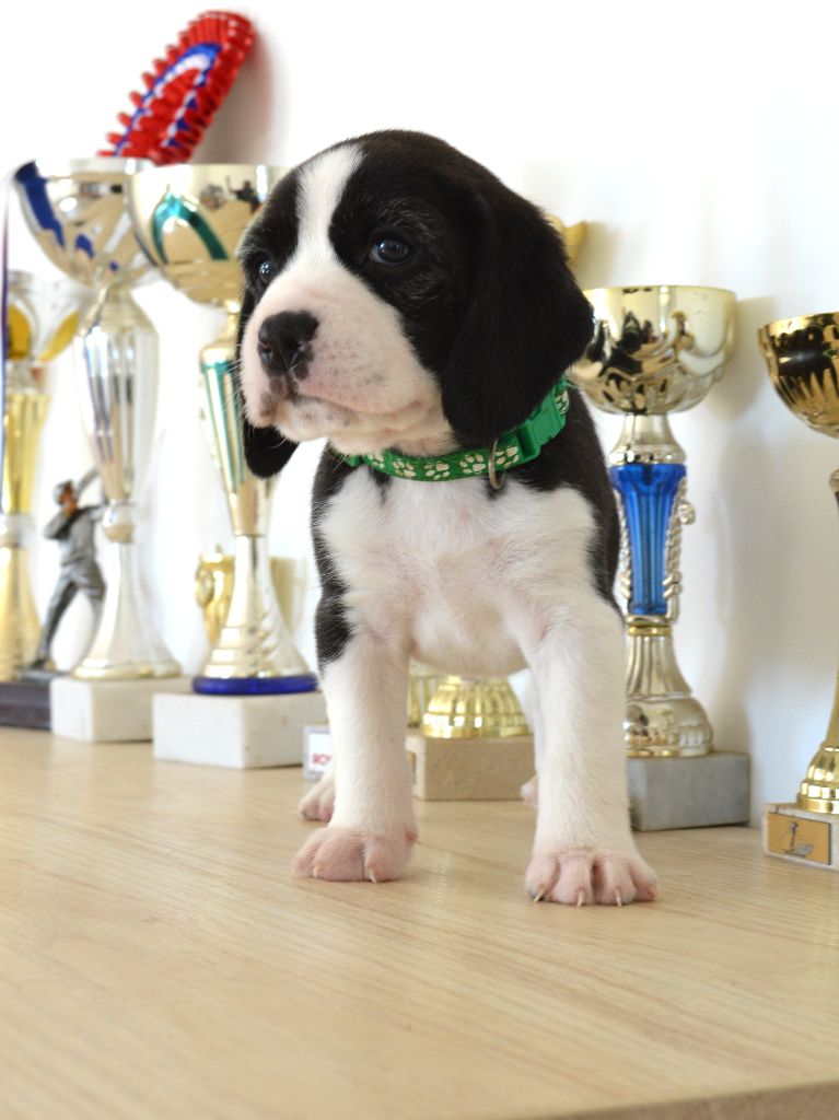 Du Petit Faubourg - Chiots disponibles - Beagle