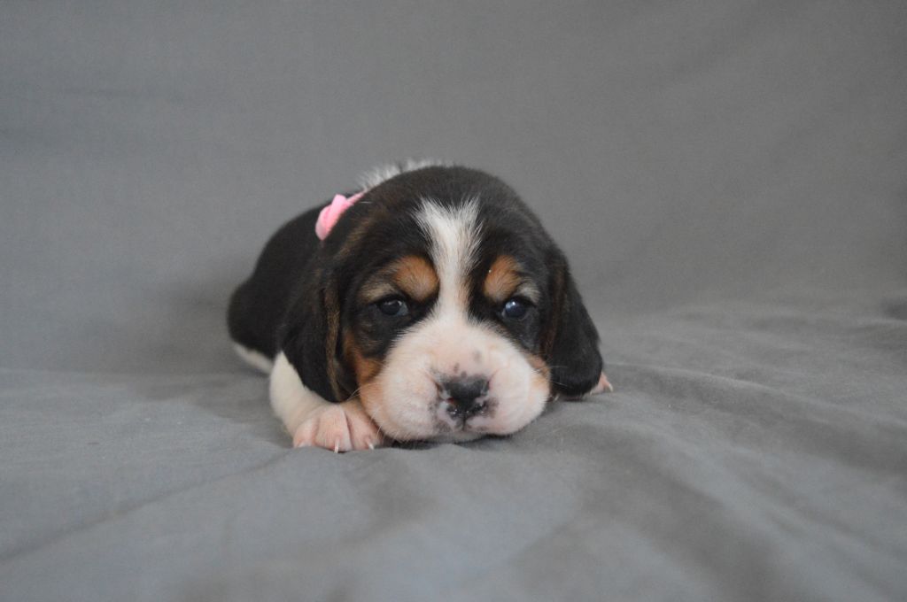 Du Petit Faubourg - Chiots disponibles - Beagle