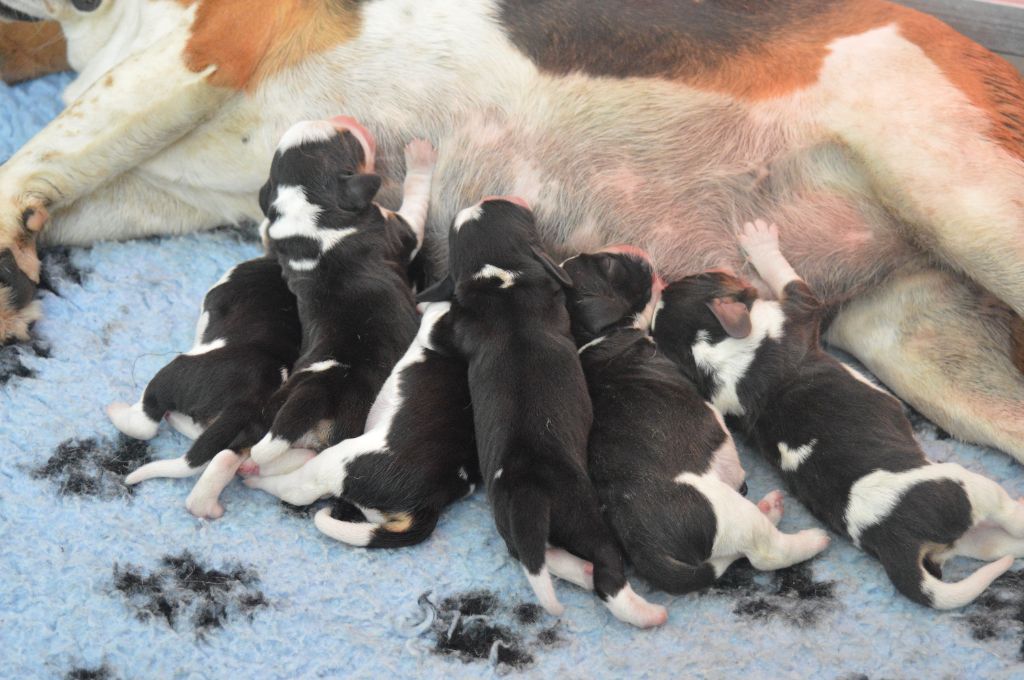 Chiot Beagle Du Petit Faubourg
