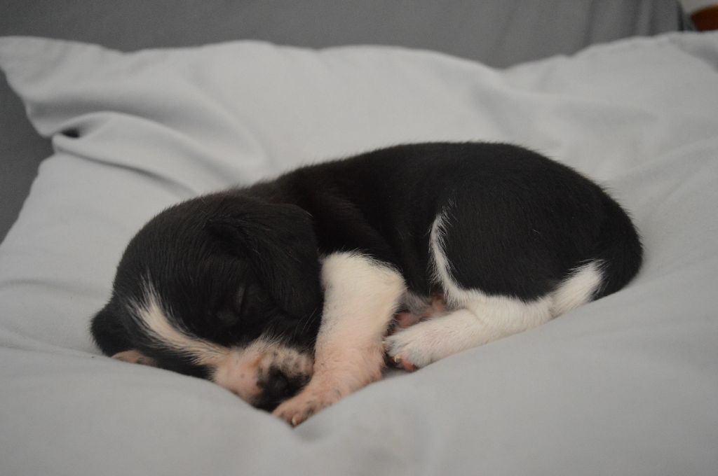 Du Petit Faubourg - Chiots disponibles - Beagle