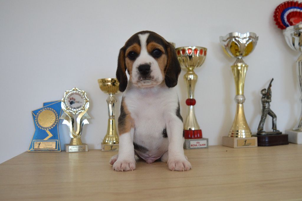 Du Petit Faubourg - Chiots disponibles - Beagle
