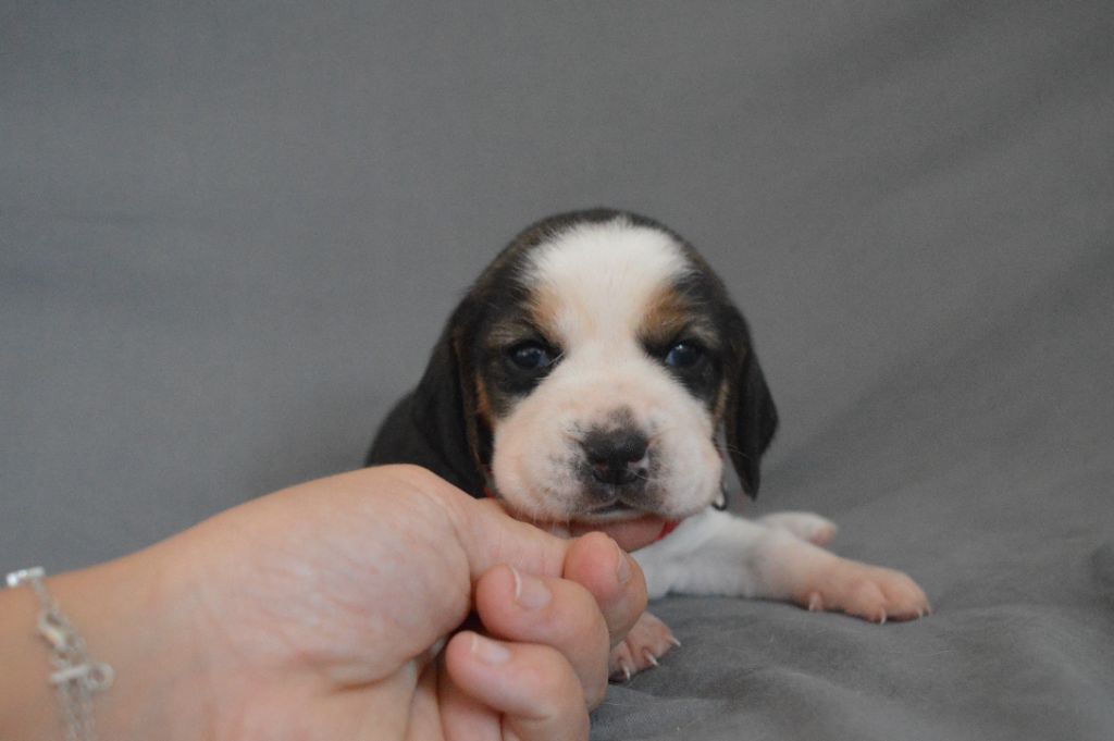 Du Petit Faubourg - Chiots disponibles - Beagle