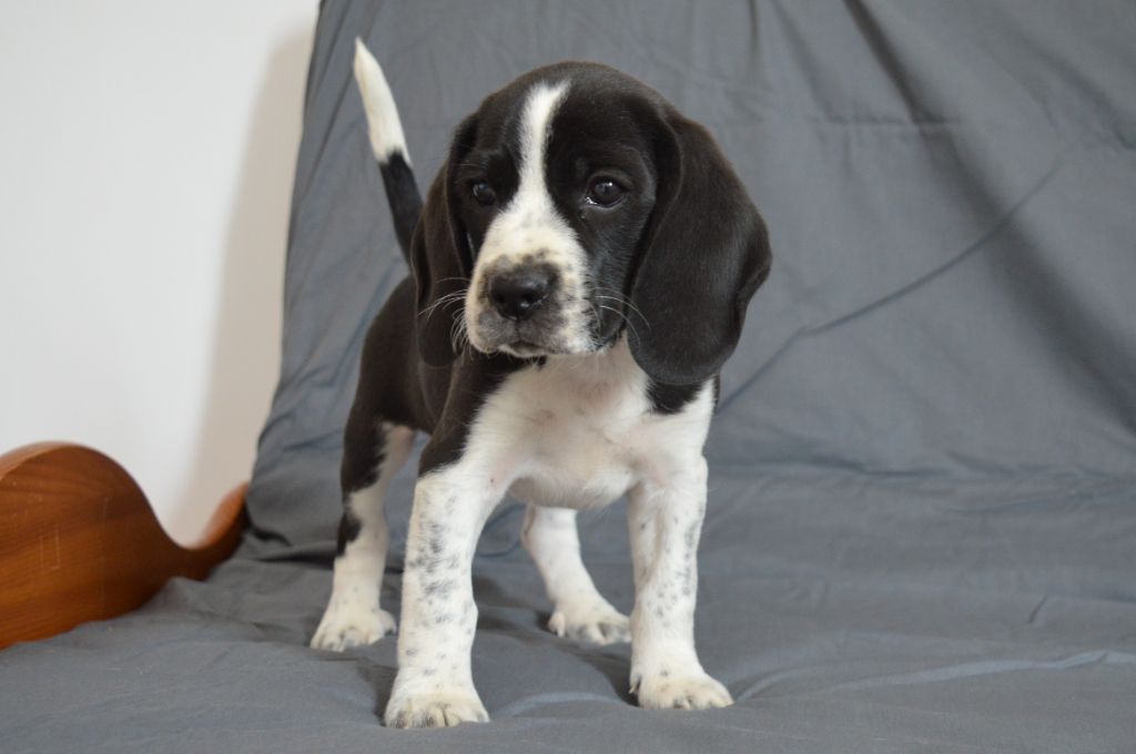 Du Petit Faubourg - Chiots disponibles - Beagle