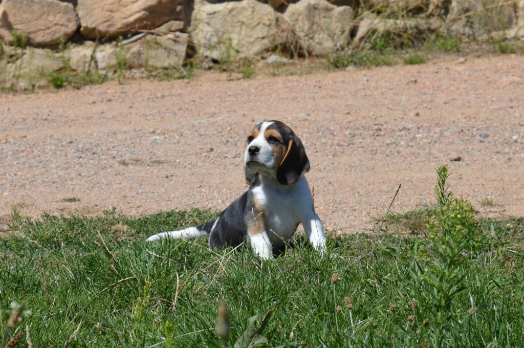 Du Petit Faubourg - Chiots disponibles - Beagle