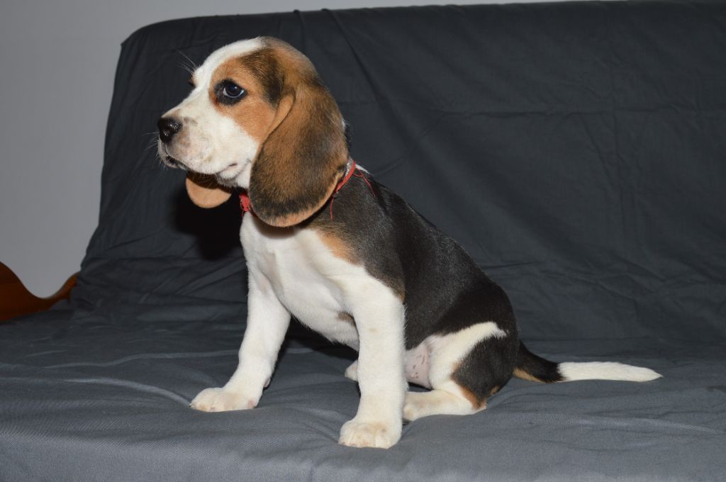 Du Petit Faubourg - Chiots disponibles - Beagle