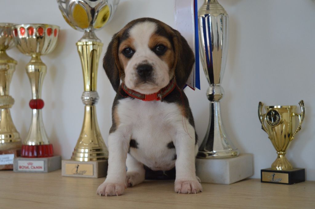 Du Petit Faubourg - Chiots disponibles - Beagle