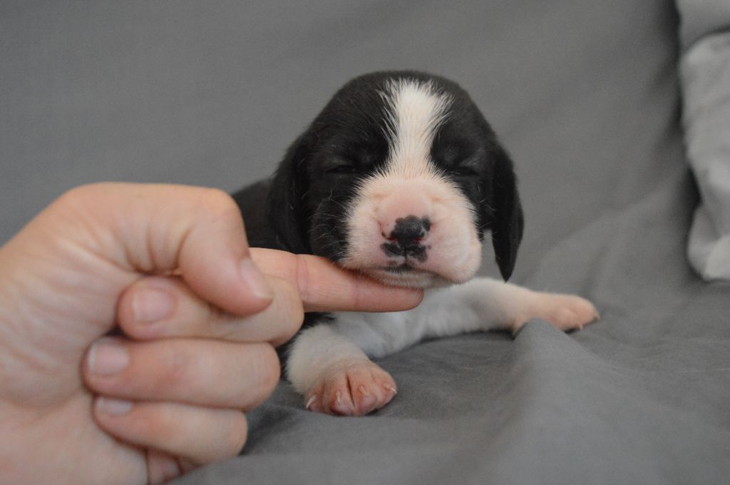 Du Petit Faubourg - Chiots disponibles - Beagle