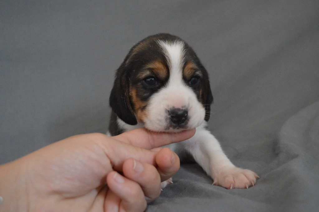 Du Petit Faubourg - Chiots disponibles - Beagle